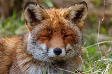 Fototapeta premium Fox resting in the grass