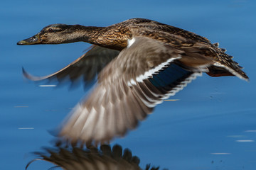 Duck flying over water