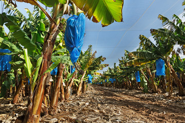 Naklejka premium banana plantations covered with mesh