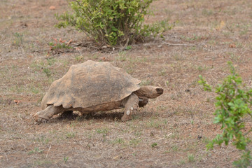 Obraz premium Landschildkröte