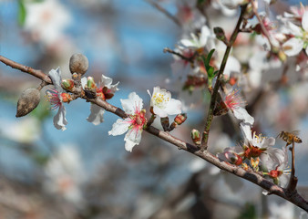 almond blossom close-up