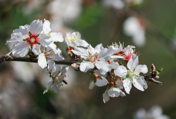 almond blossom close-up