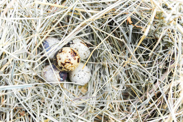 Obraz premium A bunch of quail eggs in hay. Top view.