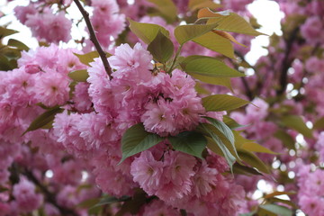 Fiorellini rosa