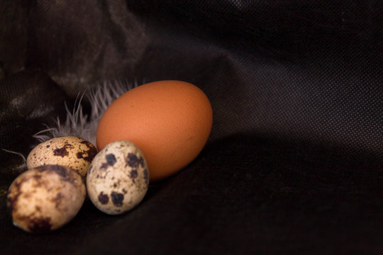 Quail eggs and chicken on a black background.