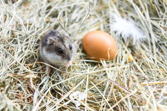 Mouse with chicken eggs on hay. Village composition.