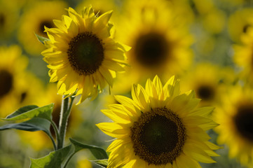 Obraz premium Sunflower