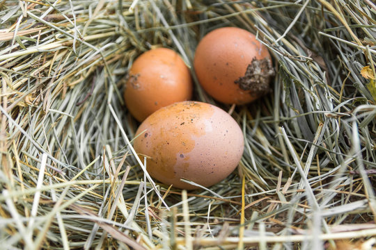 Dirty eggs on hay.
