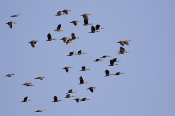 Image flock of male wild duck on the sky. Wild Animals.
