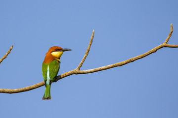 Image of bird on the branch on sky background. Wild Animals. Chestnut-headed Bee-eater (Merops leschenaulti)