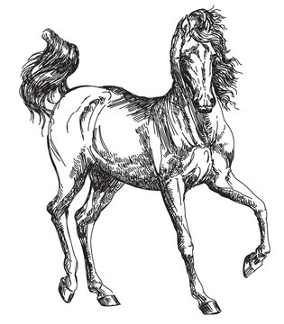 Arabian horse hand drawing illustration