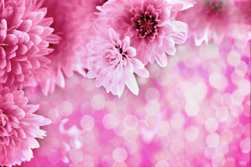 pink blurred background with bokeh and pink chrysanthemums
