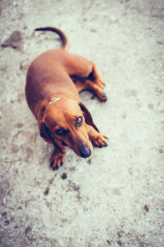 small brown dog