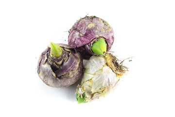 Bulbi di fior di giacinto