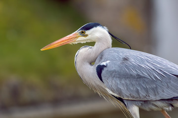 Grey heron in profile