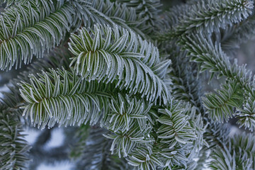 sapling spruce in winter park