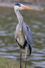 Grey heron wading bird with wet plumage. Portrait shot.