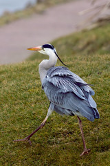 Grey heron going fishing. Walking towards the waters edge.