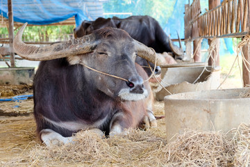 Buffalos in corral,Thailand