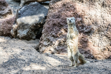 ZOO © Piotr