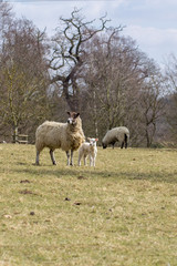 Lamb with mother sheep. English countryside scene.