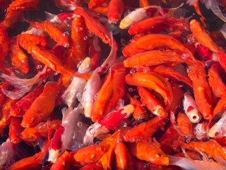 School of goldfish at a fish farm in Japan