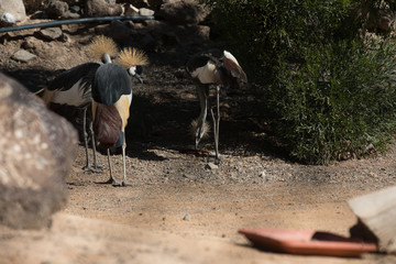 FUERTAVENTURA © Piotr