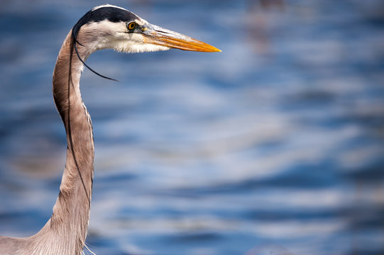 Blue Heron In Quiet Contemplation