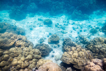 Underwater reef stone and sea life