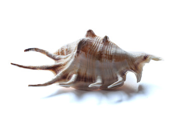 раковина морская на белом фоне