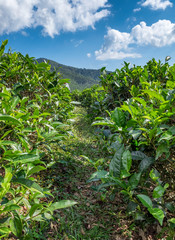 Bottom view on tea plantation