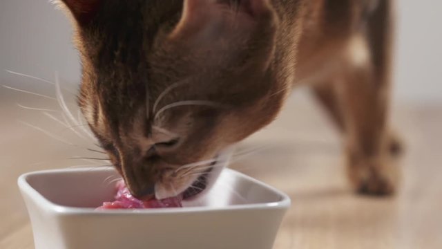 Slow motion of young abyssinian cat eating meat from bowl, 180fps prores footage