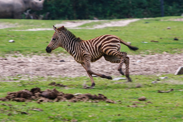 Fototapeta na wymiar Baby zebra running around