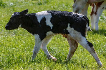 Just born calf
