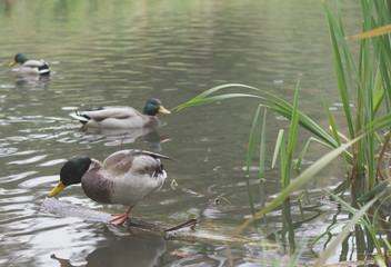 wild ducks on the lake in the park