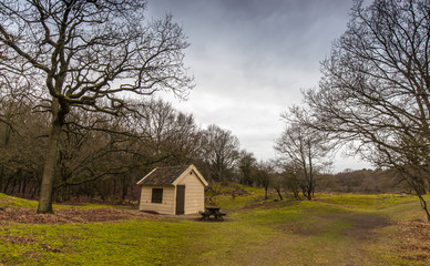 Plakat Toolshed, picnic table and trees in a dune forest meadow