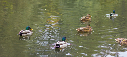 wild ducks on the lake in the park
