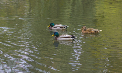 wild ducks on the lake in the park