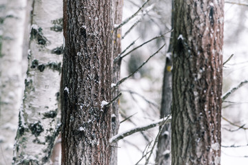 Fototapeta premium Close up of tree trunks in cold winter day