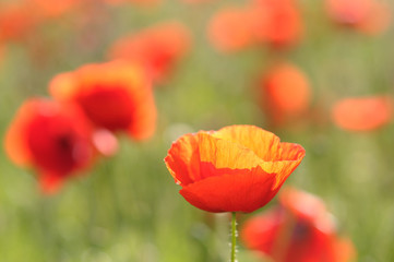 Fototapeta premium red poppies closeup