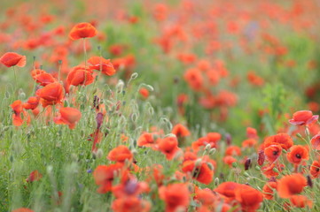 wild red flowers as background