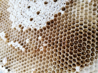 Close up of honeycomb in nature after bees leaved.