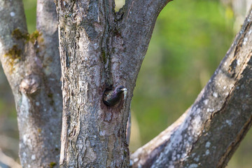Starling with droppings