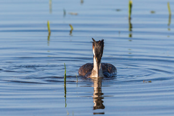 Great Crested Grebe swim