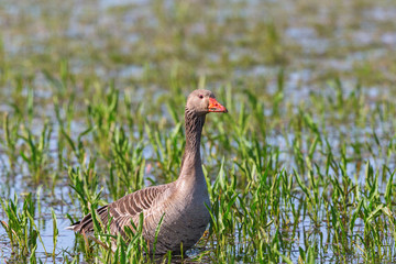 Greylag Goose in the water