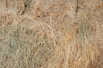Texture hay closeup in color. Fodder for livestock and construction material.