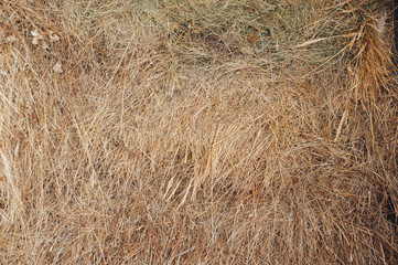 Texture hay closeup in color. Fodder for livestock and construction material.