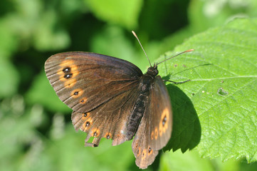 Erebia medusa, Woodland Ringlet Butterfly  in natural habitat