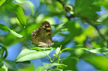 Speckled Wood butterfly,  Pararge aegeria. Butterfly is mostly common on the edge of the forest