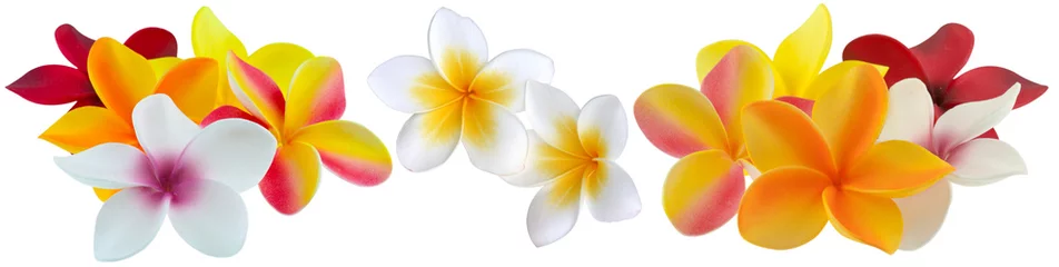 Door stickers Frangipani fleurs de plumeria, frangipanier, fond blanc